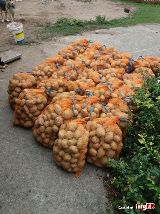 Ziemniaki jadalne Denar Michalina Bryza Satina