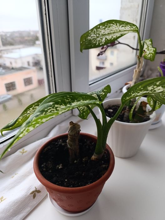 Розпродаж вазонів дефенбахій