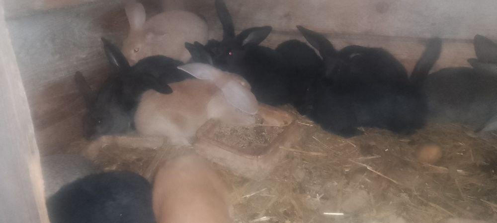 Sprzedam króliki na sztuki likwidacja hodowli