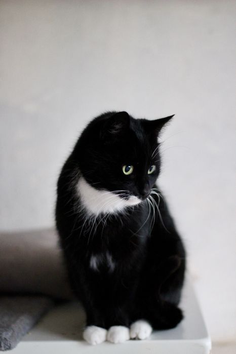 Maya i Lilly - Szukamy kochającego domu