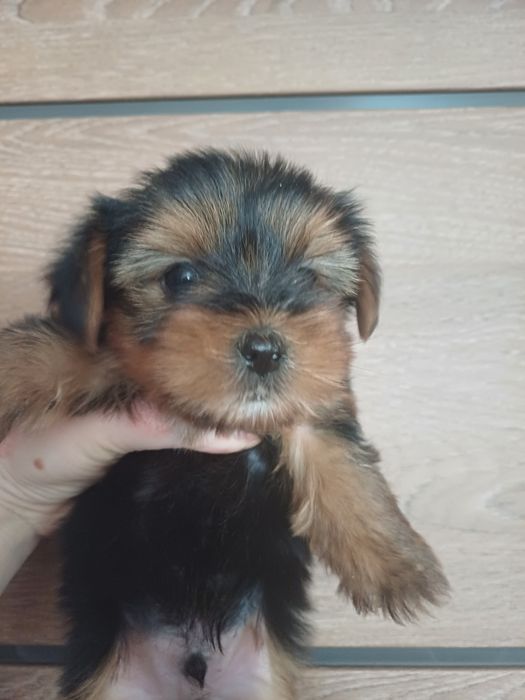 Йоркширские терьеры