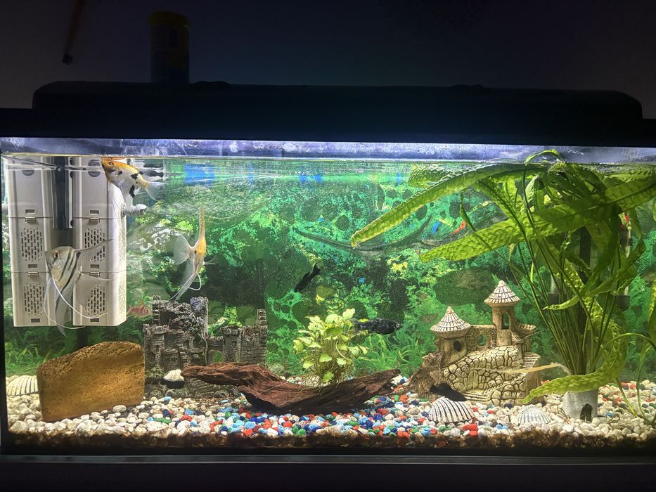 Akwarium z całą zawartością
