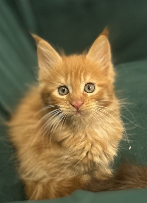 Rudy kocurek maine coon