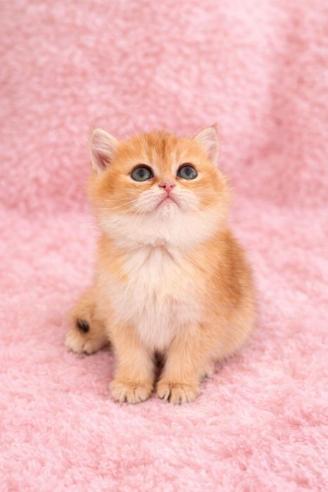 British shorthair golden chinchilla