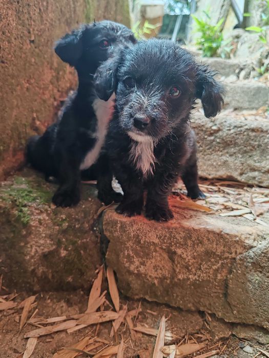 Cachorrinhos nascidos a 1 de Maio, so para quem vacinar contra parvovirose