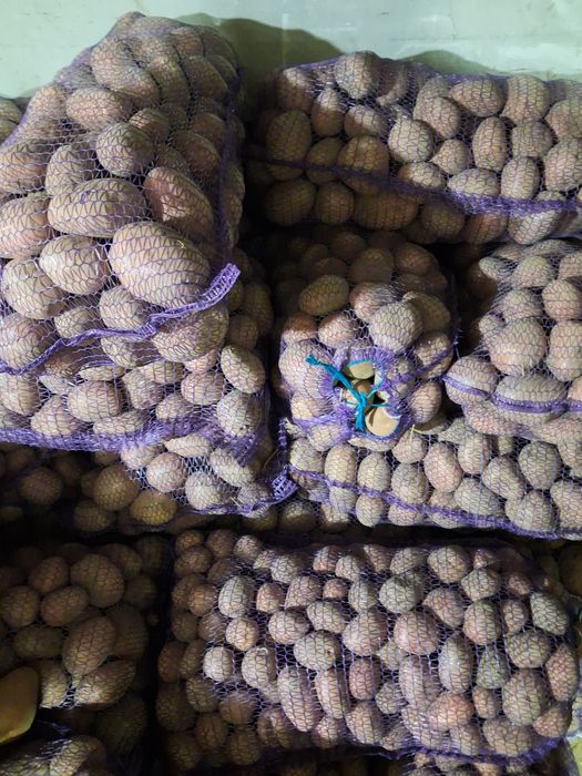 Продам домашню  картоплю