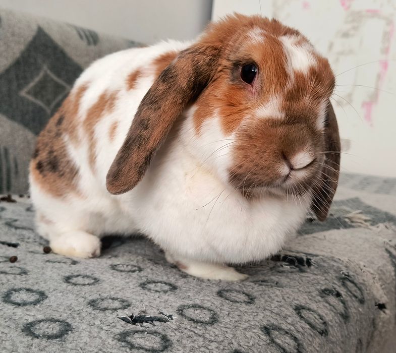 Króliczek do adopcji