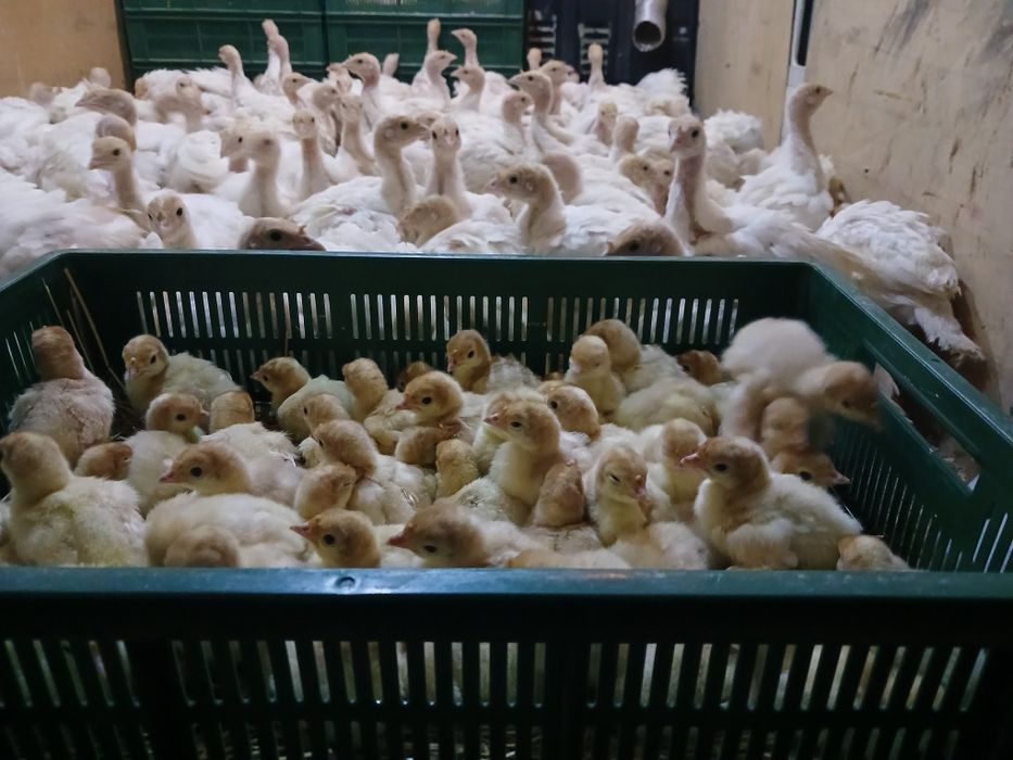 Підросток Біг-6, вік 1 місяць, вага 1кг Дубно