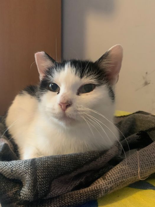 Spokojna kotka pilnie szuka domu!