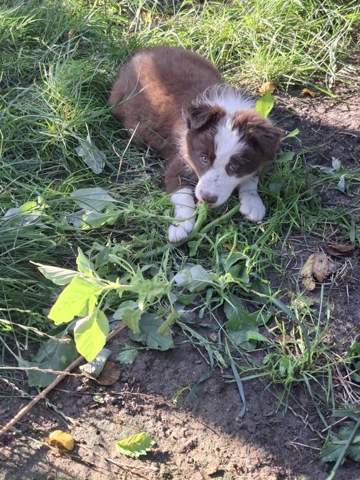 Benji szczeniak Border Collie