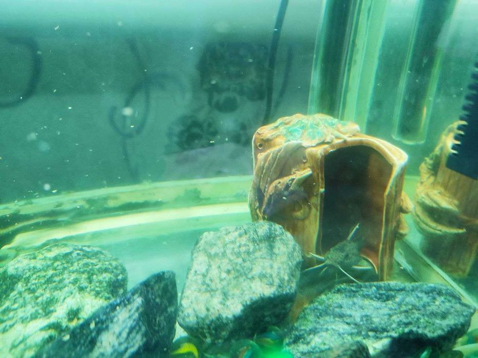 Акваріум з усім необхідним