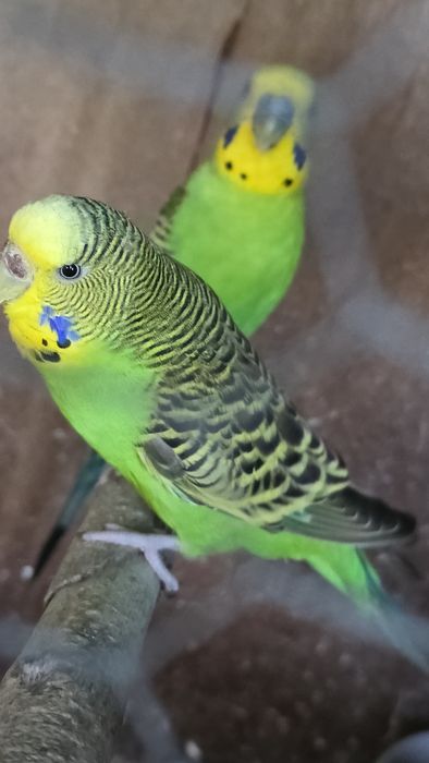 Piriquitos verdes