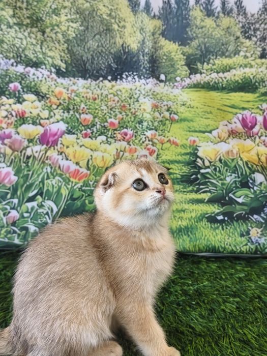Золота шиншилла кошенята