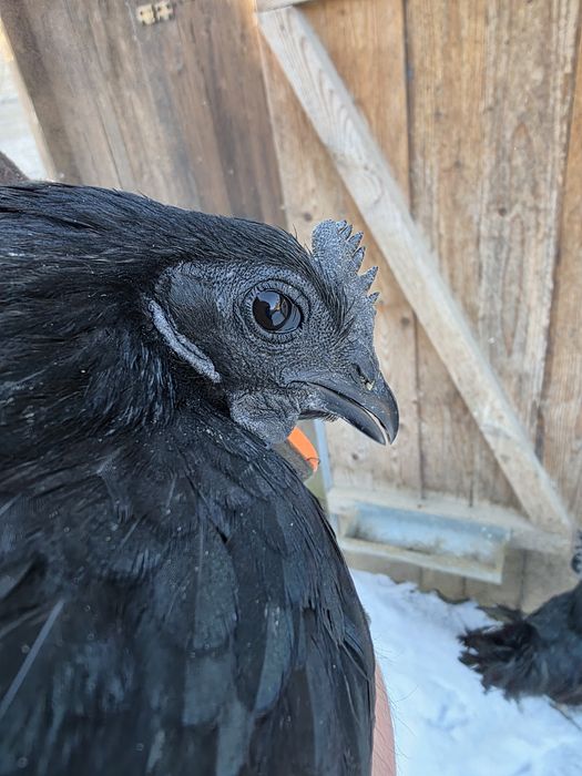 Ayam Cemani  jaja lęgowe