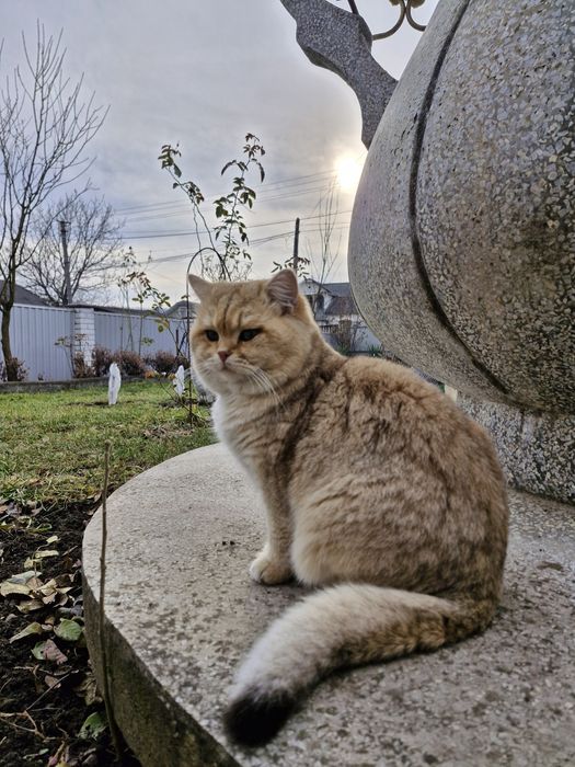 Британський кіт золота шиншила.В'язка.
