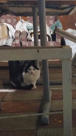 Отдам пушистого черно-белого котенка, мальчик, 6 месяцев