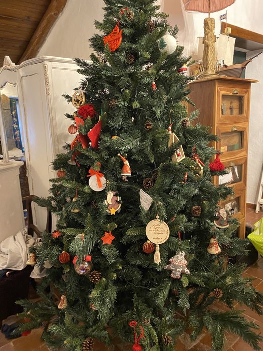 Pinheiro de natal