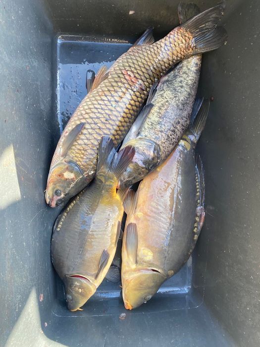 Sprzedaż karpia tołpygi amura