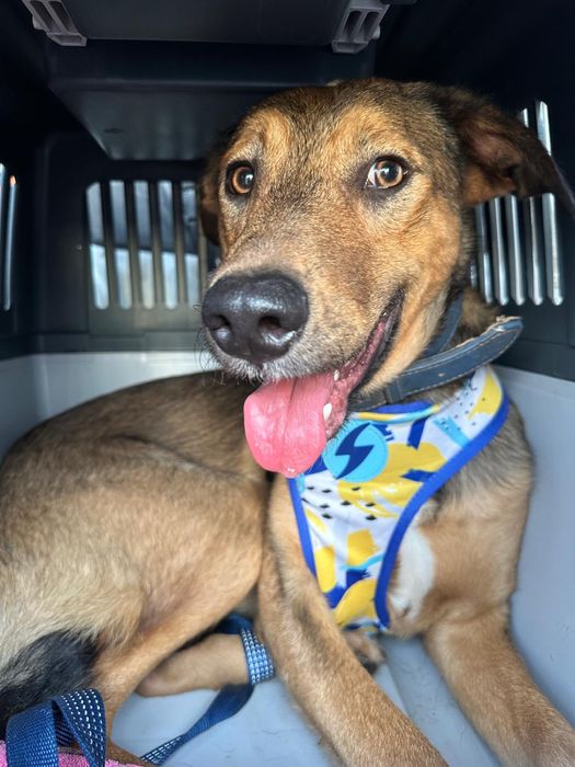 RAPOSO - cachorro para adocao responsavel