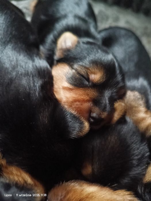 Yorkshire terrier dziewczynki