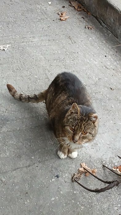 Kot szary do adopcji