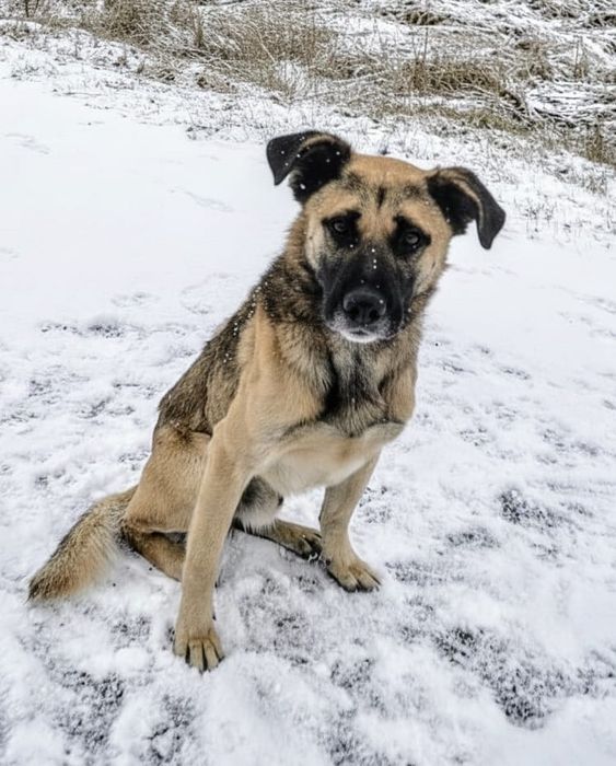Cudowny pies już tak długo czeka na dom…