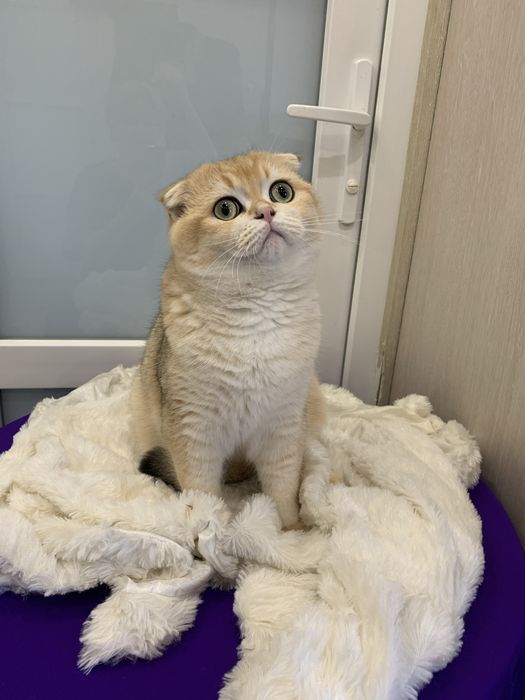 Лагідні котики муркотики !