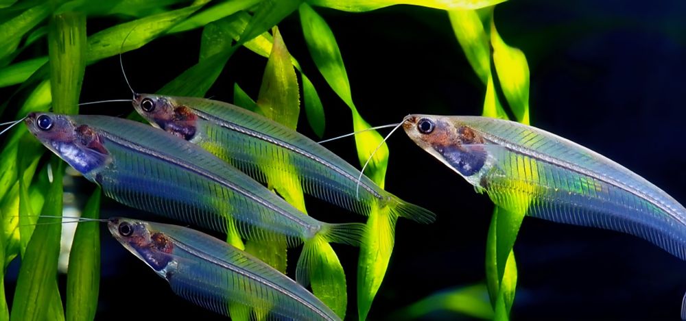 Sumik szklisty (sumiczek szklisty)