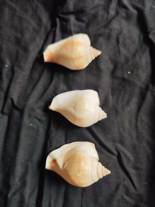 Conjunto de 3 búzios