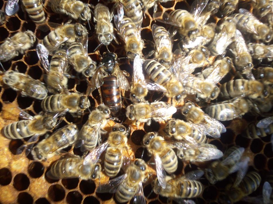 Odkłady pszczele 2026, ramka wielkopolska, dadant.