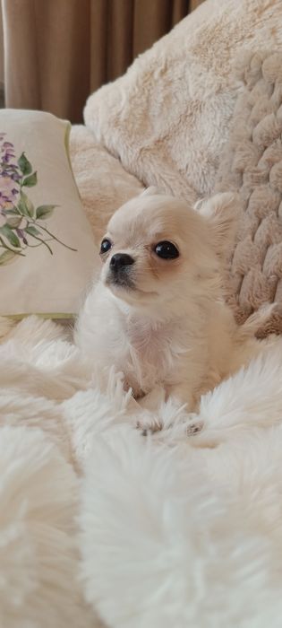 ZAREZERWOWANA! Chihuahua FCI suczka