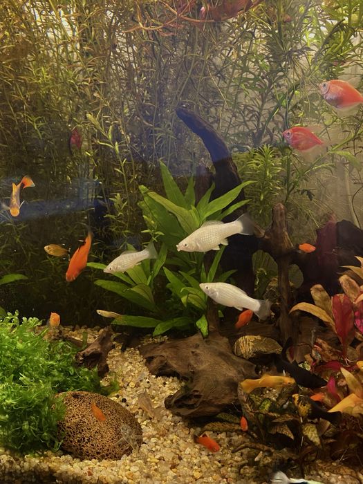 Акваріумні рибки