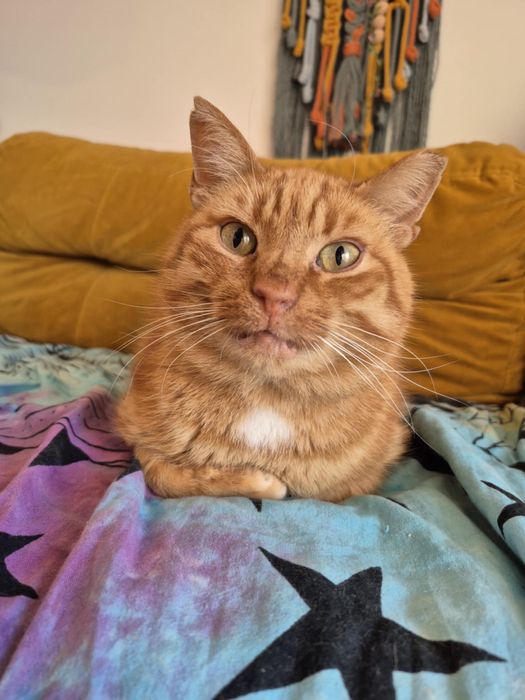 Kochany rudzielec do adopcji