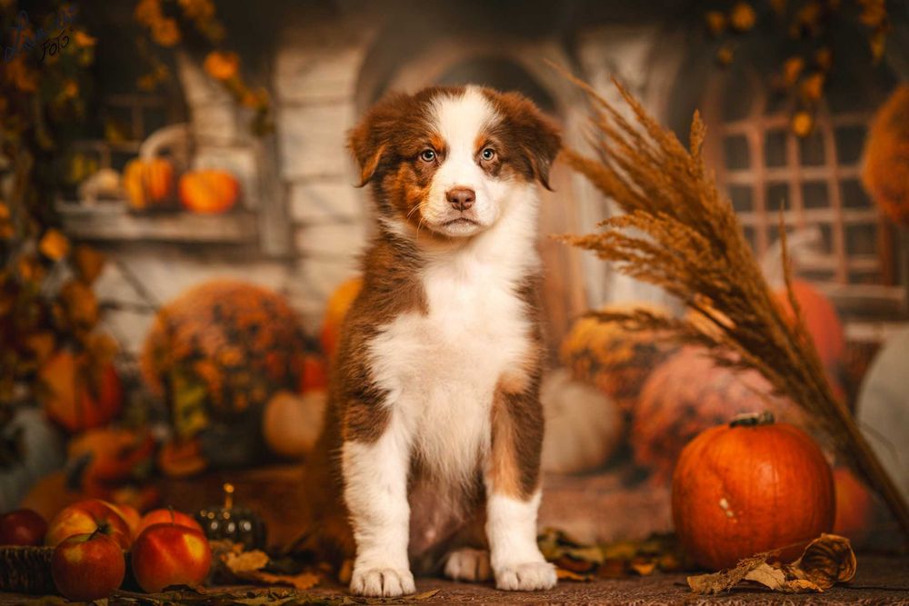 Owczarek australijski FCI - pies