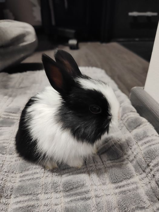 Króliczki miniaturki