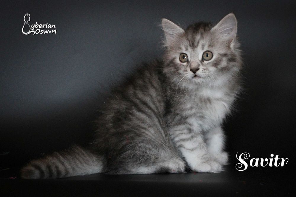 SAVITR Sib Black Silver Mackerel Tabby