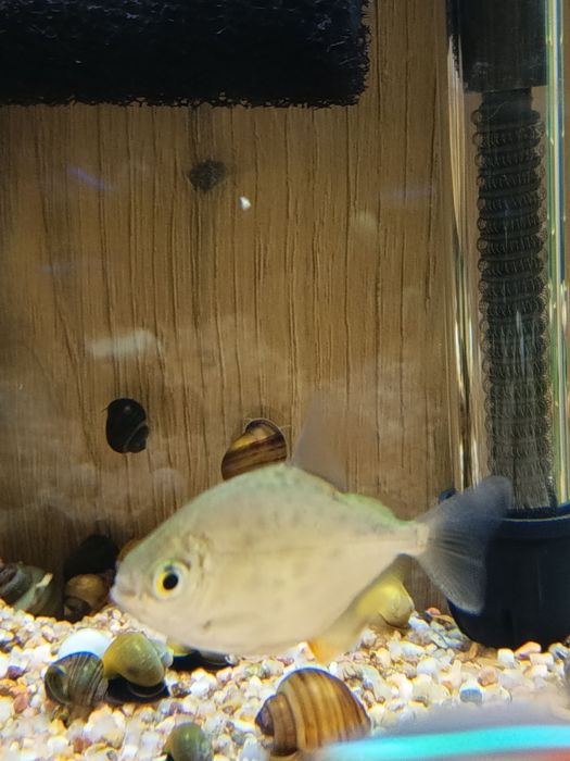 Vendo metynnis hypsauchen, Pacu 8€ cada