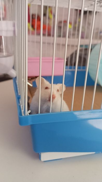 Хомяки джунгарики