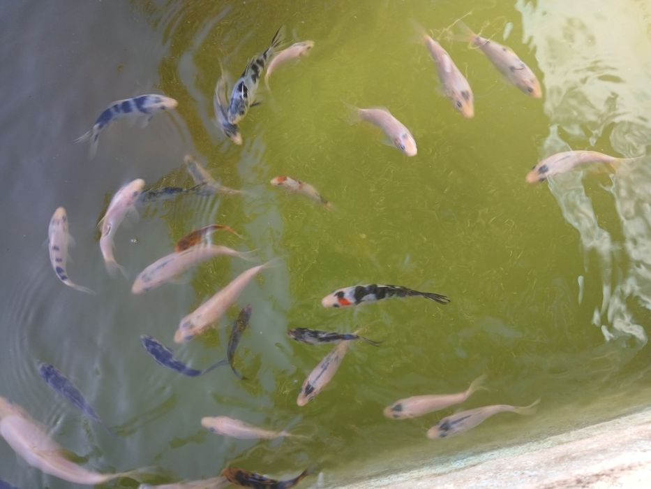 Peixes para lagos e aquários