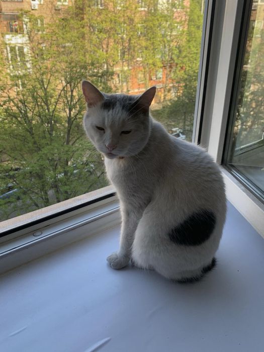 Загубився кіт потерялся кот найден знайшовся кіт знайшли кота