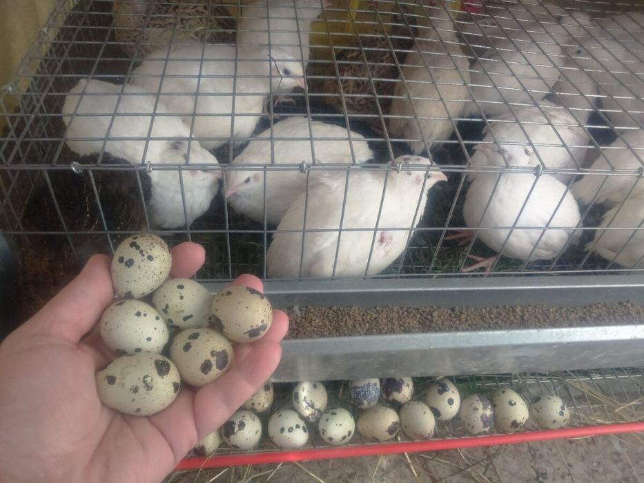 Перепела! Інкубаційні яйця