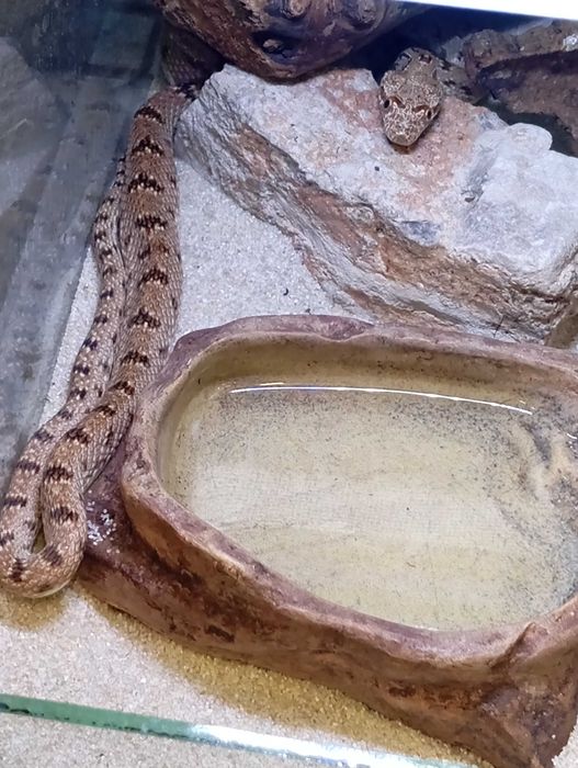 Wąż diademowy Spalerosophis diadema