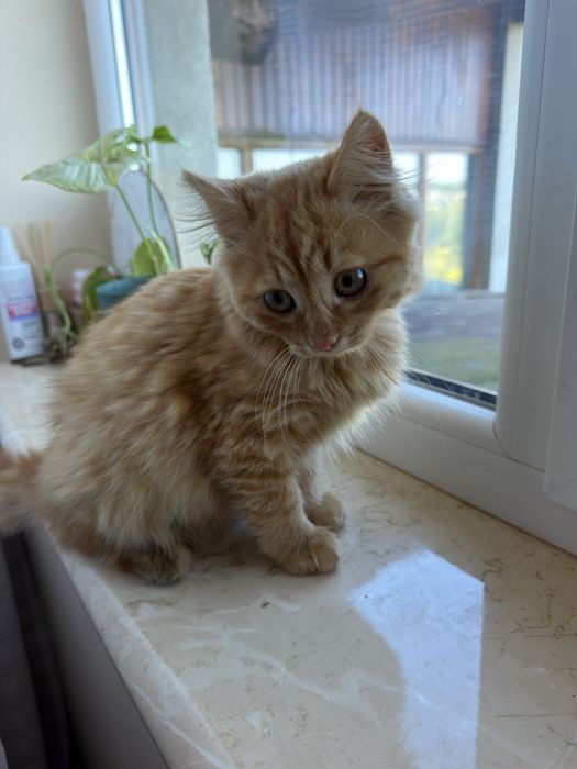 Кошеня котик кіт