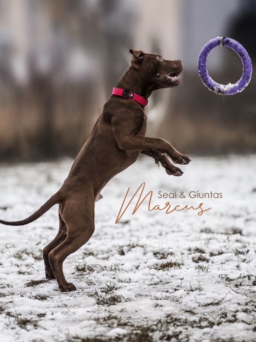 Пітбуль хлопчик Мартінс та Кевін