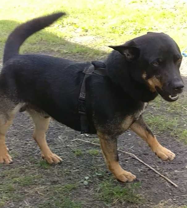 !!! Zaginął pies !!!