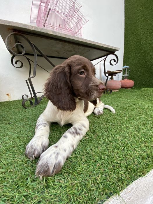 English  Spriger Spaniel