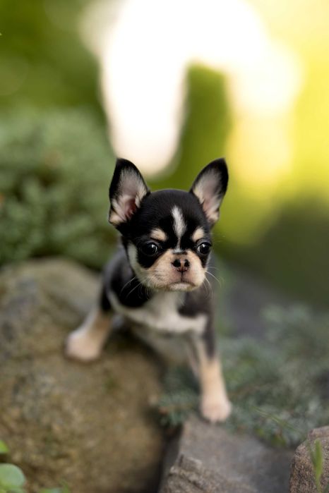 Chihuahua huski samie