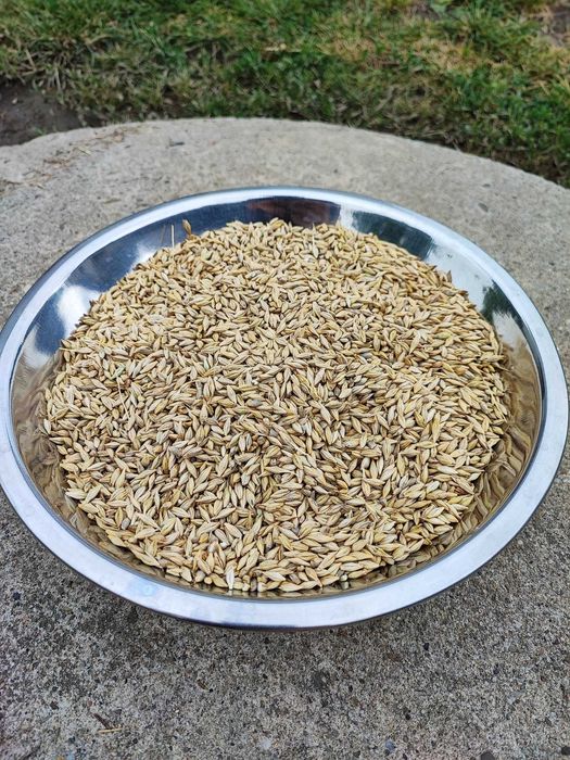 Jęczmień czyszczony dla ptaków domowych 23 kg