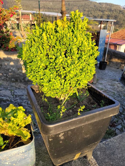 Planta exterior cedros