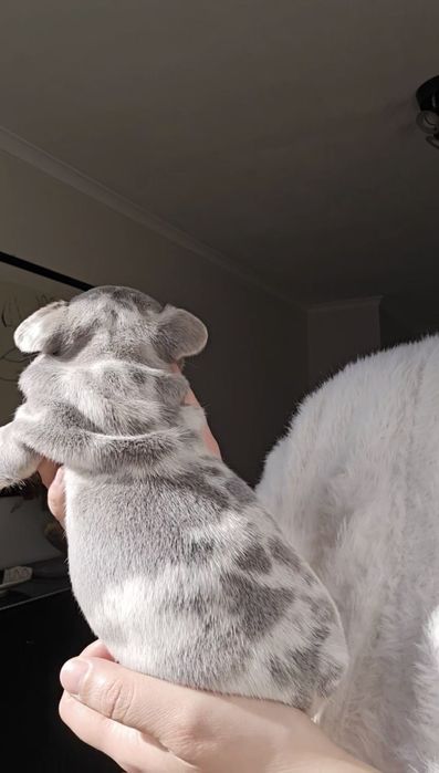 Bulldog Lilac exelente porte